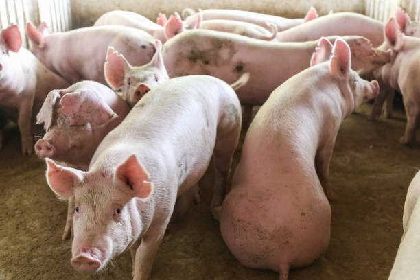 Cerdos bebés en la cría de cerdos rurales - foto de stock