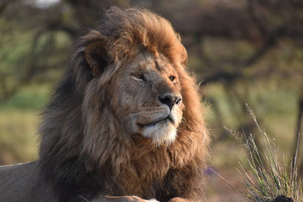 istock Majestic male lion at dawn 1368682090