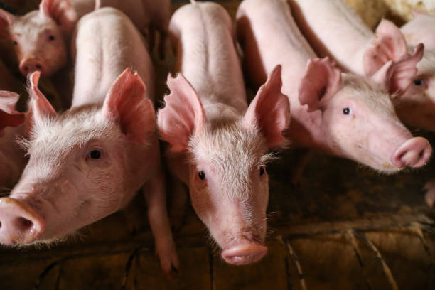 istock Small pig looking in pigsty. 1368682153