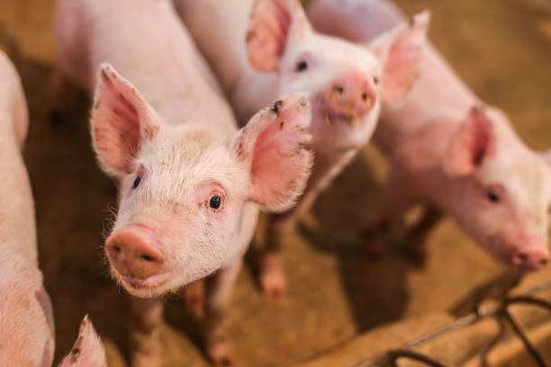 Small pig looking in pigsty. Small pig looking in pigsty. Raising pigs in the interior of the state of Paraná. pig stock pictures, royalty-free photos & images