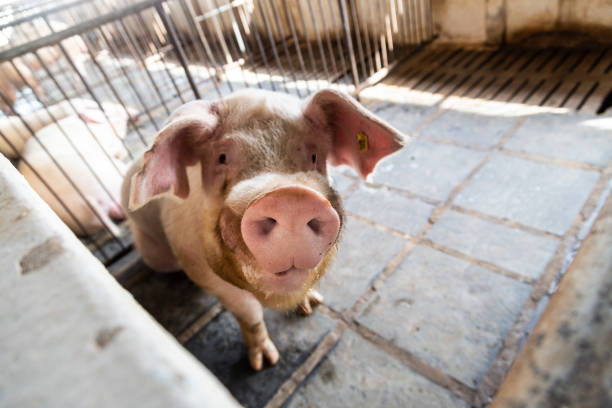 Happy pig in pigsty. Raising pigs in the interior of the state of Paraná.