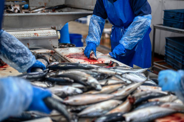 istock Sea fish. A worker cuts off the head of a fish 1368685651