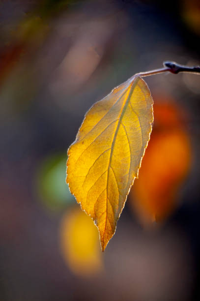 istock yellow apple leaf on the end of autumn 1368686327
