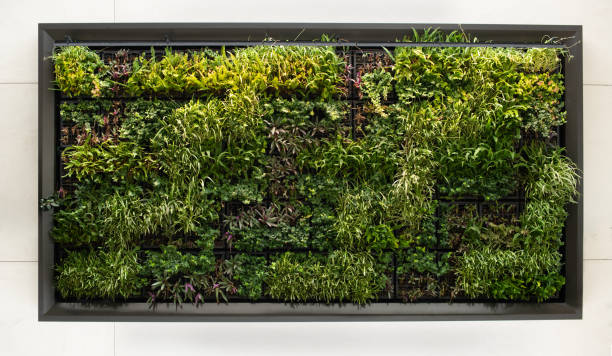 istock Wall of Green Plants Background 1368686525