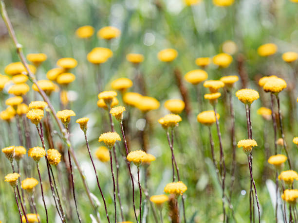 istock Wildflowers in the high country 1368686798