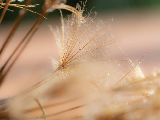 primo piano del seme di tarassaco con goccioline d'acqua - dandelion water dandelion seed dew foto e immagini stock