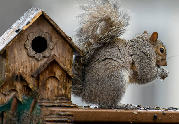 istock Squirrel finds some bird seed next to the bird house 1368688413