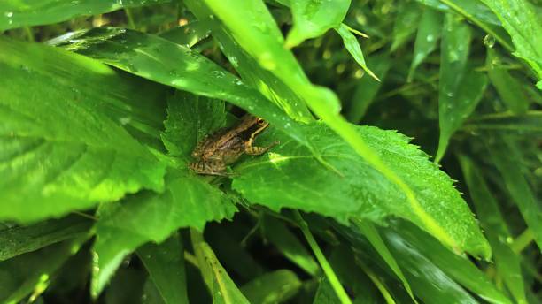 istock Polypedates leucomystax perched among the green leaves 1368689498