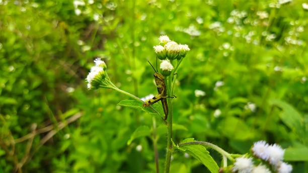 istock grasshoppers perched on plants in the plantation area 1368689527