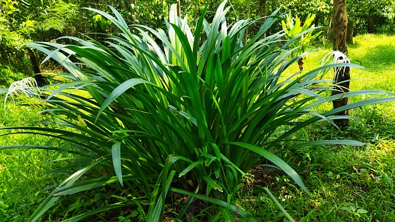 Hymenocallis littoralis green plant in plantation area
