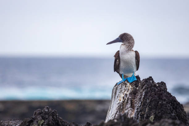 booby dai piedi blu a punta suarez sull'isola di espanola, galapagos - galapagos islands bird booby ecuador foto e immagini stock