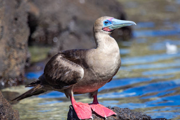 red-footed booby na galapagos - footed zdjęcia i obrazy z banku zdjęć