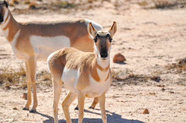 istock Pronghorn Antelope Stare Down 1368690402