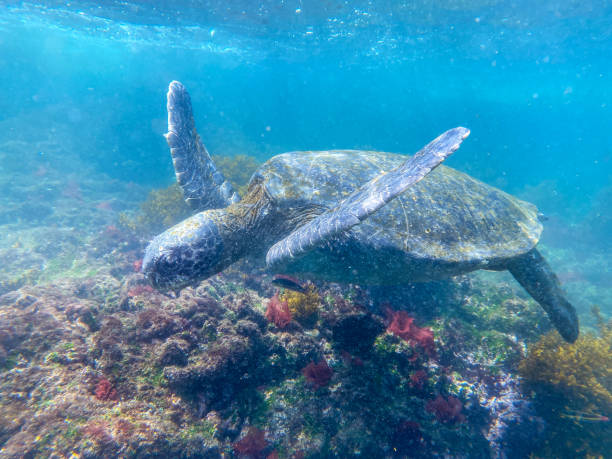 istock Galapagos Green Sea Turtle Underwater, Punta Moreno, Isabela Island 1368690413