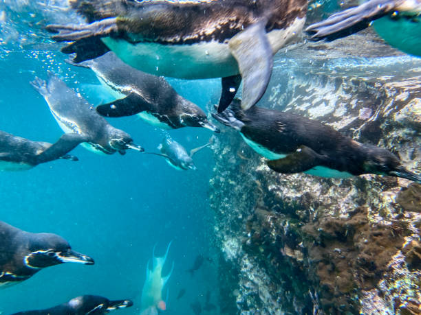 galapagos-pinguine schwimmen unter wasser, isabela island - penguin colony nobody horizontal stock-fotos und bilder