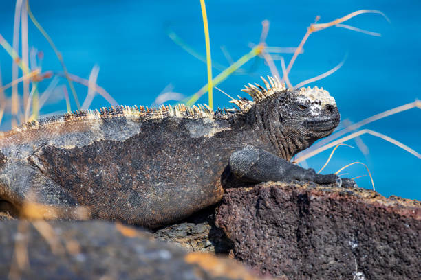 istock Marine Iguana in the Galapagos Islands 1368691062