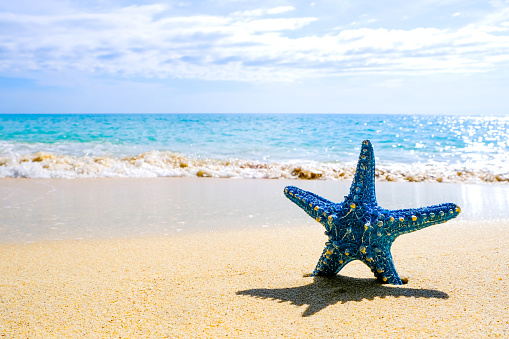 Starfish and Wave water sea blue amazing on islands in the world