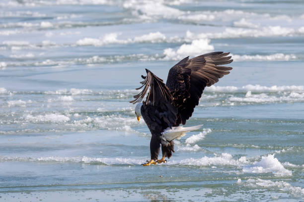 istock The Bald eagle (Haliaeetus leucocephalus) landing on a frozen lake 1368691960