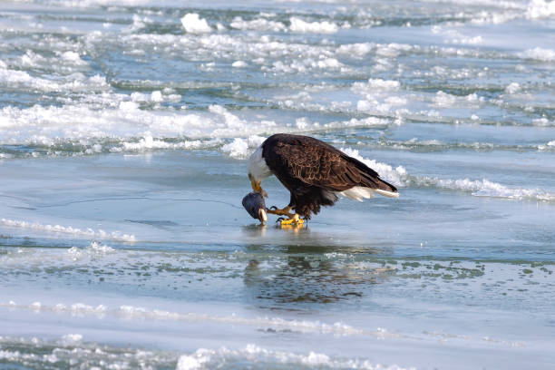 istock The Bald eagle (Haliaeetus leucocephalus) eating fish on a frozen lake Michigan 1368691983