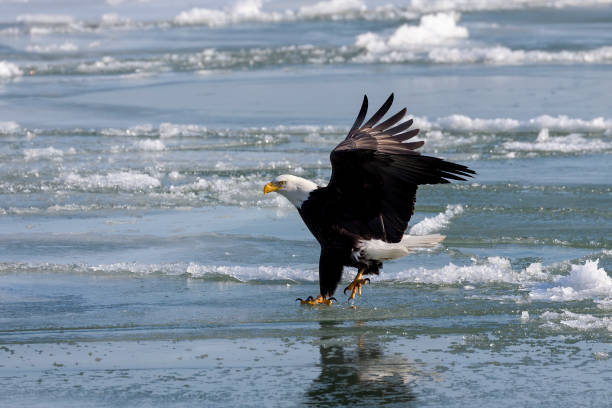 istock The Bald eagle (Haliaeetus leucocephalus) landing on a frozen lake 1368691996