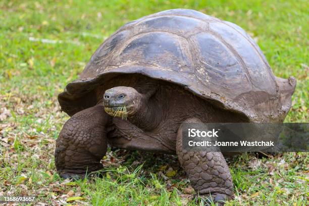 Galapagos Giant Tortoise Stock Photo - Download Image Now - Galapagos Giant Tortoise, Tortoise, Photography