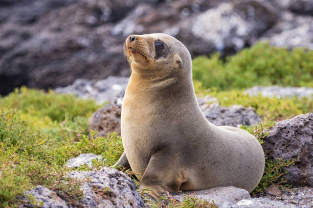 Lone Galapagos Sea Lion pup Spotted on South Plaza Island this lone Galapagos sea lion pup waits for his mom to return with food seal pup stock pictures, royalty-free photos & images