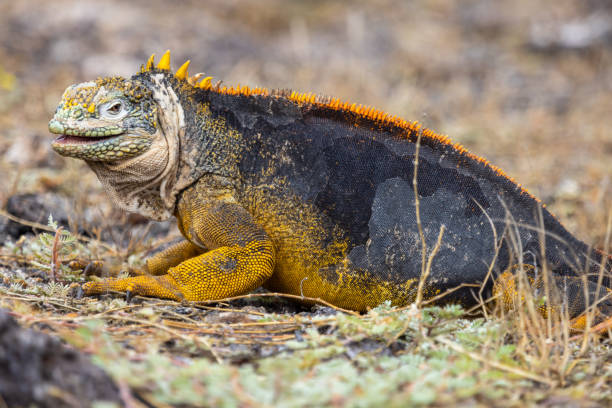 istock Galapagos Land Iguana, South Plaza Island 1368693979