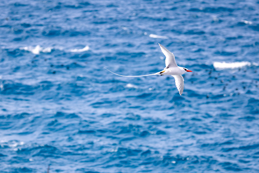 The red-billed tropicbird (Phaethon Aethereus) have long elegant tail streamers, bright red beaks and a black eye mask. Photo taken on South Plaza Island, Galapagos