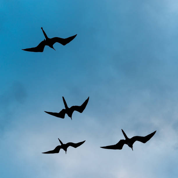 Flying Frigatebird, Galapagos, Ecuador Magnificent frigatebird (Fregata magnificens) silhouette flying, Galapagos islands national park, Ecuador. fregata minor stock pictures, royalty-free photos & images