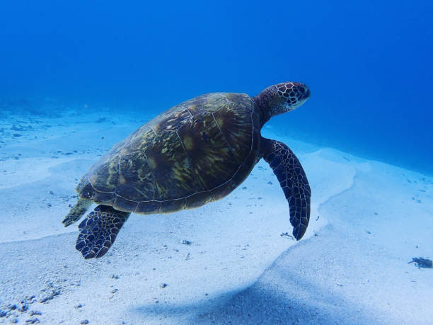 istock green turtle swimming above the sand 1368697823