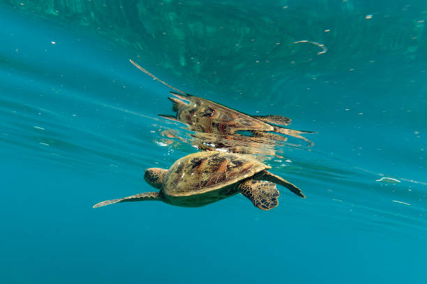 istock Green turtle swimming near the surface 1368697824