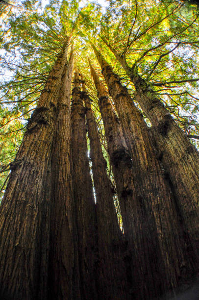 istock Looking up at huge Redwood Tree 1368697847