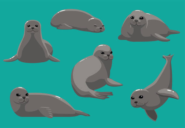 ilustraciones, imágenes clip art, dibujos animados e iconos de stock de animal cartoon monk seal varias poses ilustración vectorial - foca