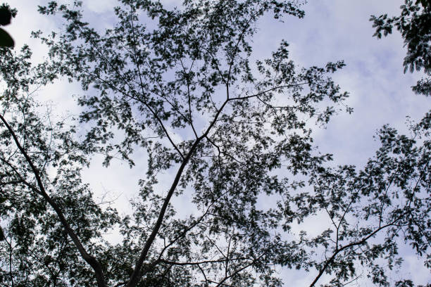 TREE BRANCHING IN CONTRAST TO THE SKY