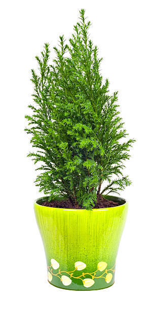 istock Indoor plant a cypress 136870203