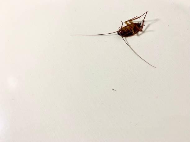 istock Flip over cockroach on the white floor 1368705657
