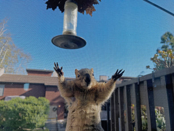 Squirrel Hanging on a Window Screen A squirrel hanging on to a window screen. View from inside. bird feeder photos stock pictures, royalty-free photos & images