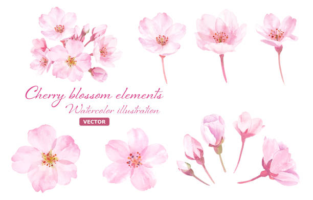 ilustraciones, imágenes clip art, dibujos animados e iconos de stock de flores de primavera: ilustración en acuarela de las flores de cerezo. un conjunto de componentes. (vector) - cerezo