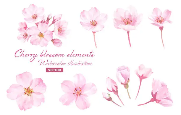 Vector illustration of Spring flowers: Watercolor illustration of cherry blossoms. A set of components. (vector)