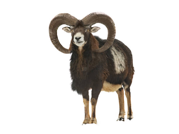 ovis orientalis aislado sobre fondo blanco - bighorn sheep fotografías e imágenes de stock
