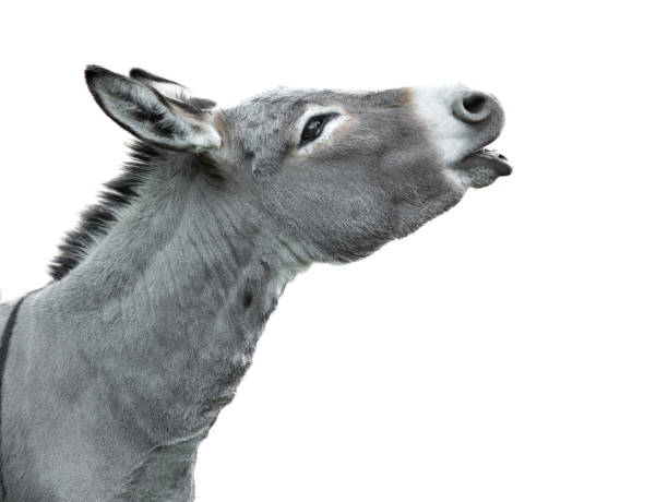 istock portrait of a screaming donkey isolated on white background 1368710207
