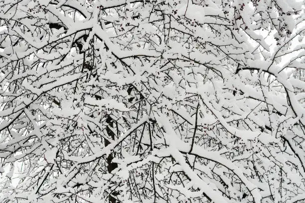 Winter Landscape of the Trees in the Snow