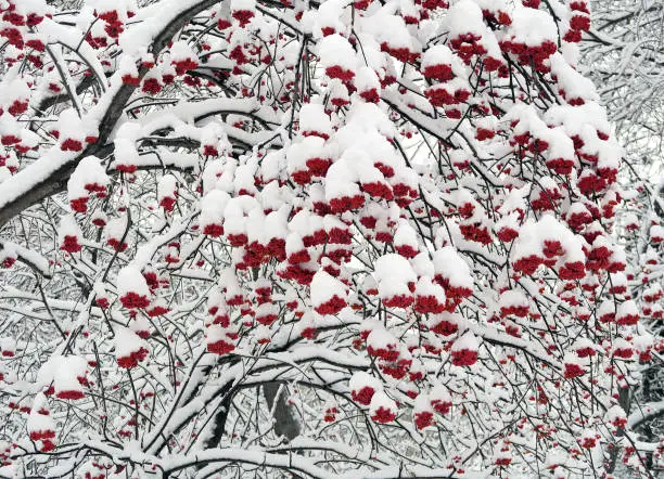 Rowan Berries in the Snow on the Mountain Ash