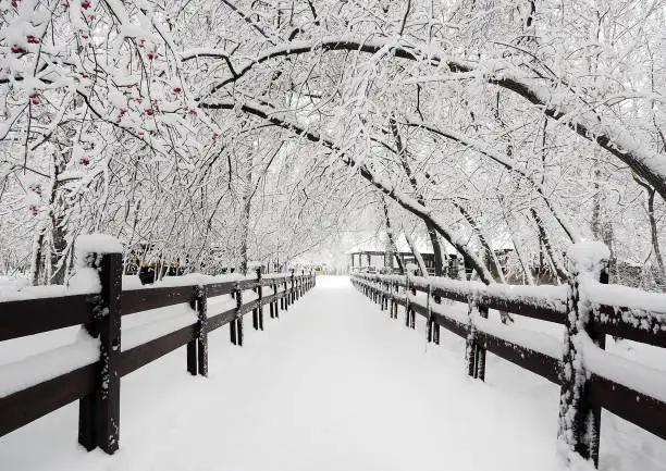 Winter Landscape with the Fence and Snowy Trees