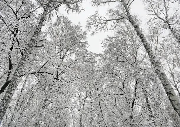 Winter Landscape of the Trees in the Snow