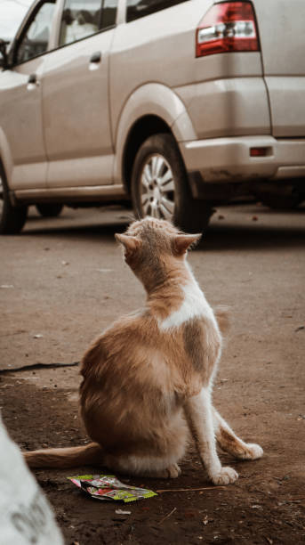 istock portrait of a cat 1368715238