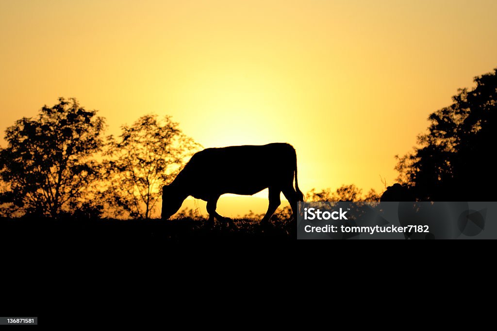 cow silhouette bei Sonnenuntergang - Lizenzfrei Sonnenuntergang Stock-Foto