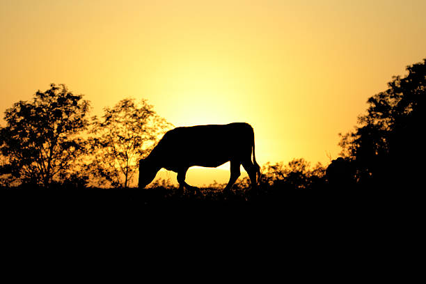 牛のシルエットに沈む夕日 - guernsey cattle ストックフォトと画像