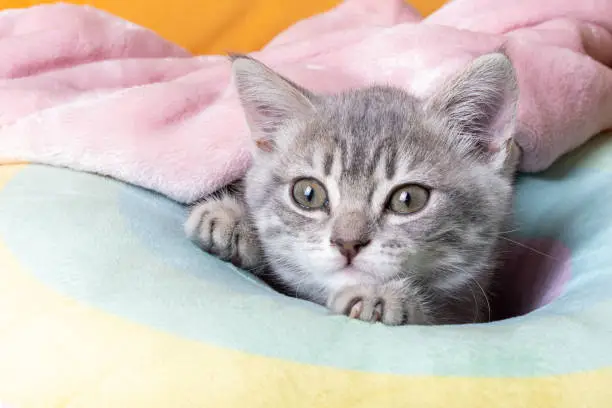 Photo of Little curious kitten on a rainbow pastel bed. Portrait of a kitten with paws. Cute striped kitten on a pillow. Newborn kitten