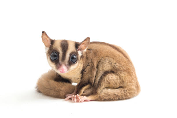 planeador de azúcar petaurus breviceps sobre fondo blanco - marsupial fotografías e imágenes de stock